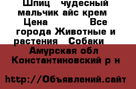 Шпиц - чудесный мальчик айс-крем › Цена ­ 20 000 - Все города Животные и растения » Собаки   . Амурская обл.,Константиновский р-н